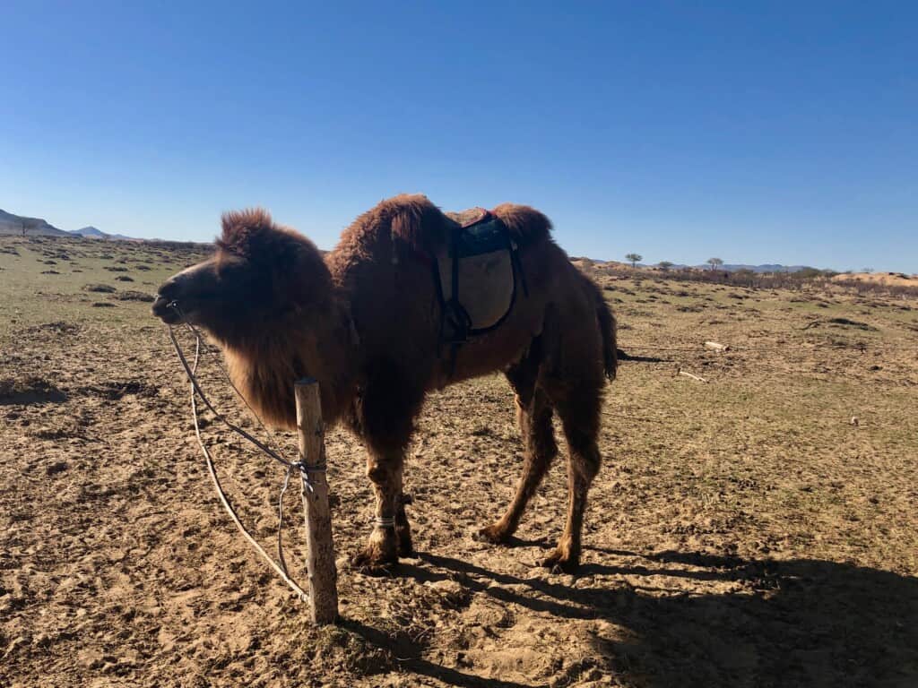 Camel at the Gobi, Mongolia