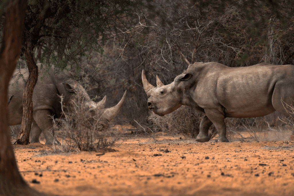 Kampf zweier Nashörner in Namibia