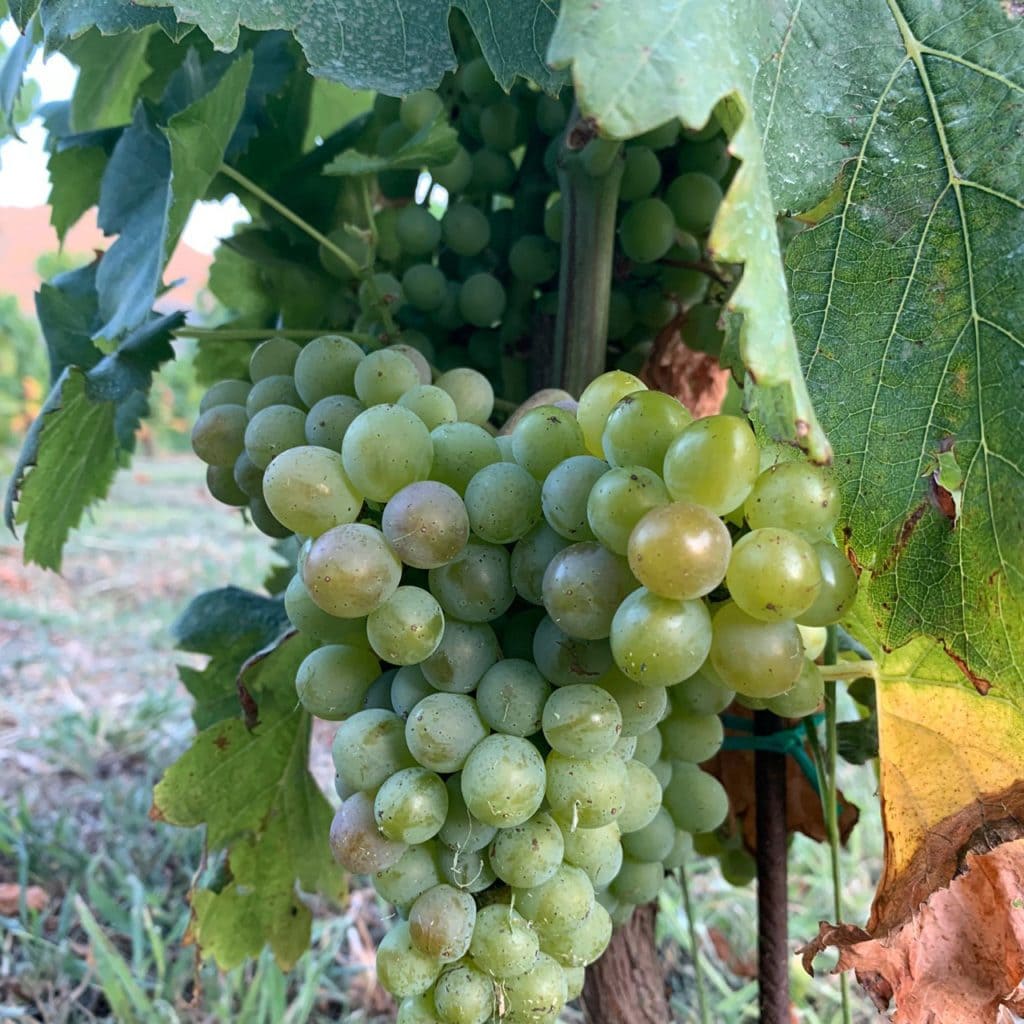 Vino Bianco | Vermentino di Gallura | Cantina Murales