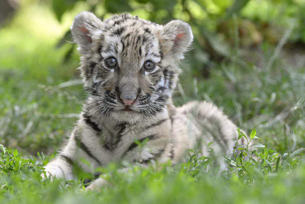Siberian tiger