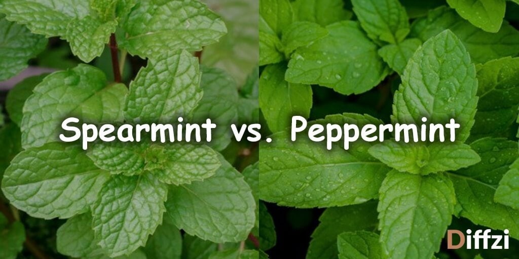 Spearmint vs. Peppermint - Difference and Comparison - Diffzi