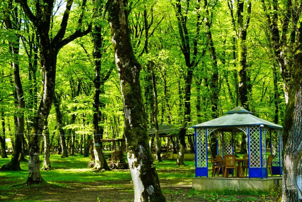 Tea in the forest, Ismailli, Azerbaijan – Experiencing the Globe