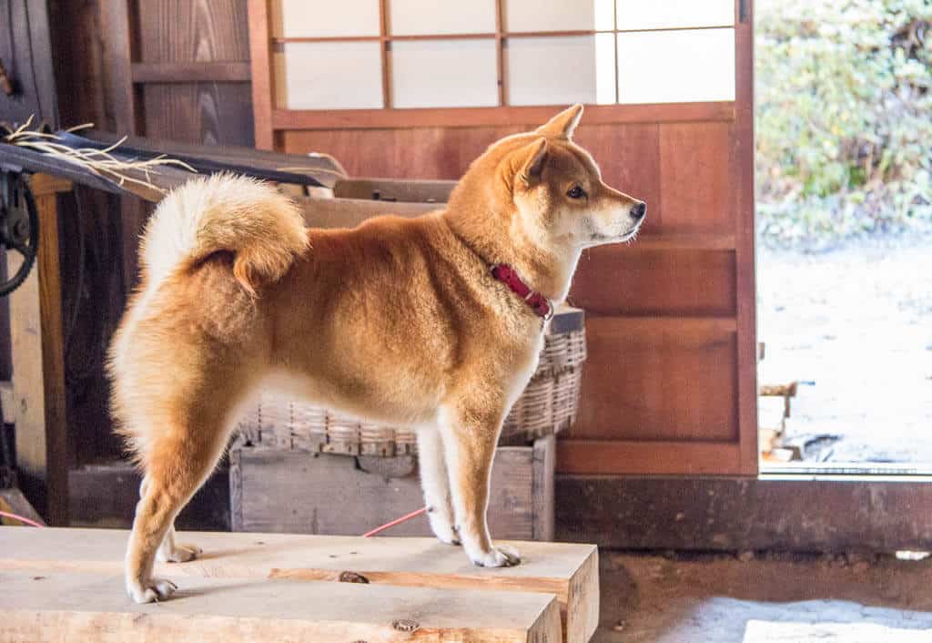 Meeting the locals on the Nakasendo Trail