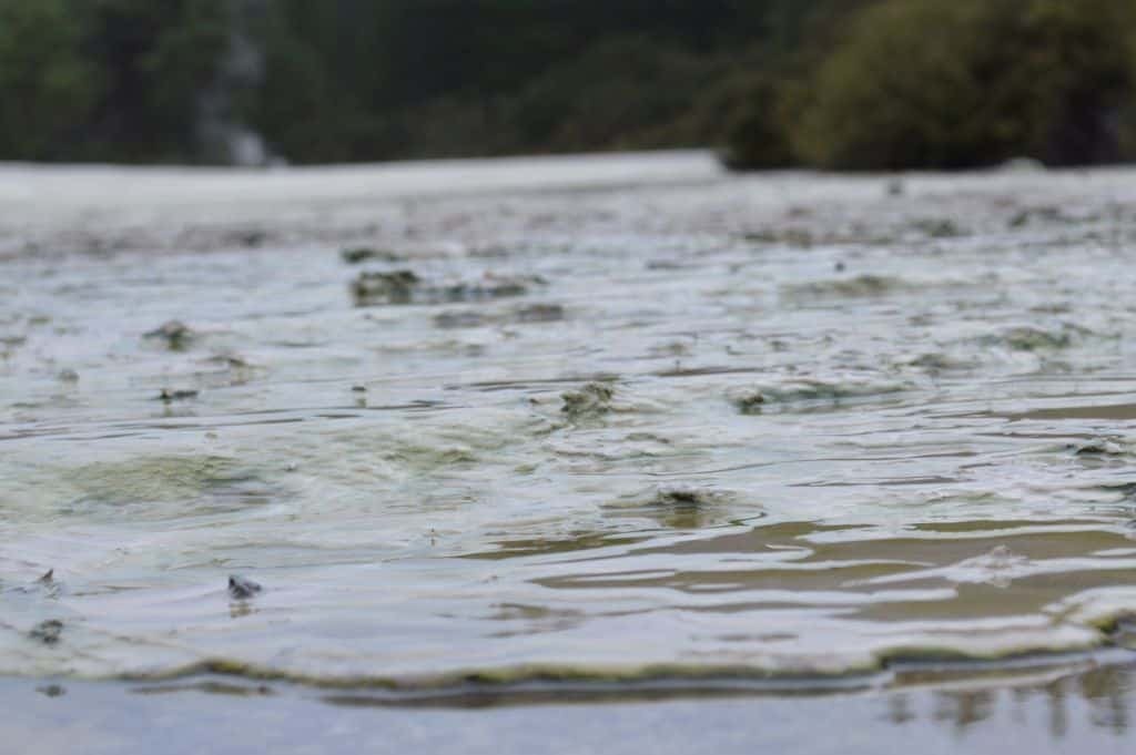 Mud Pools of Rotorua
