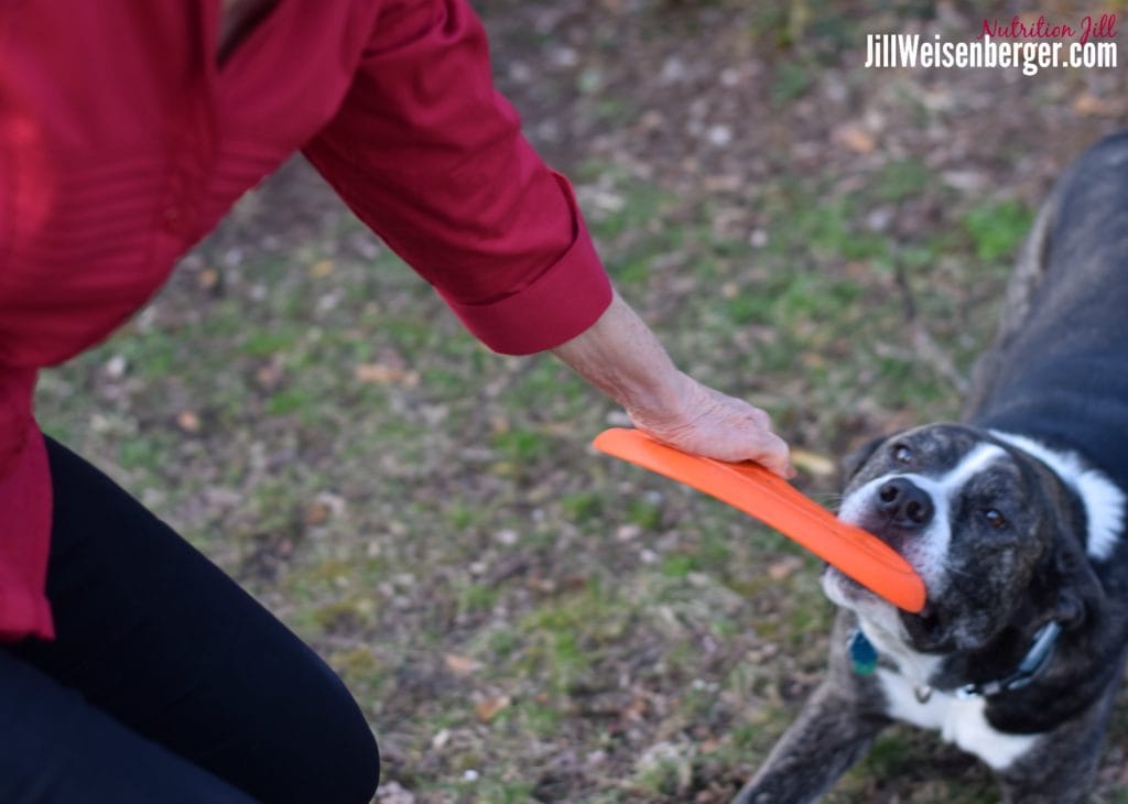 dogs can help you avoid too much sitting