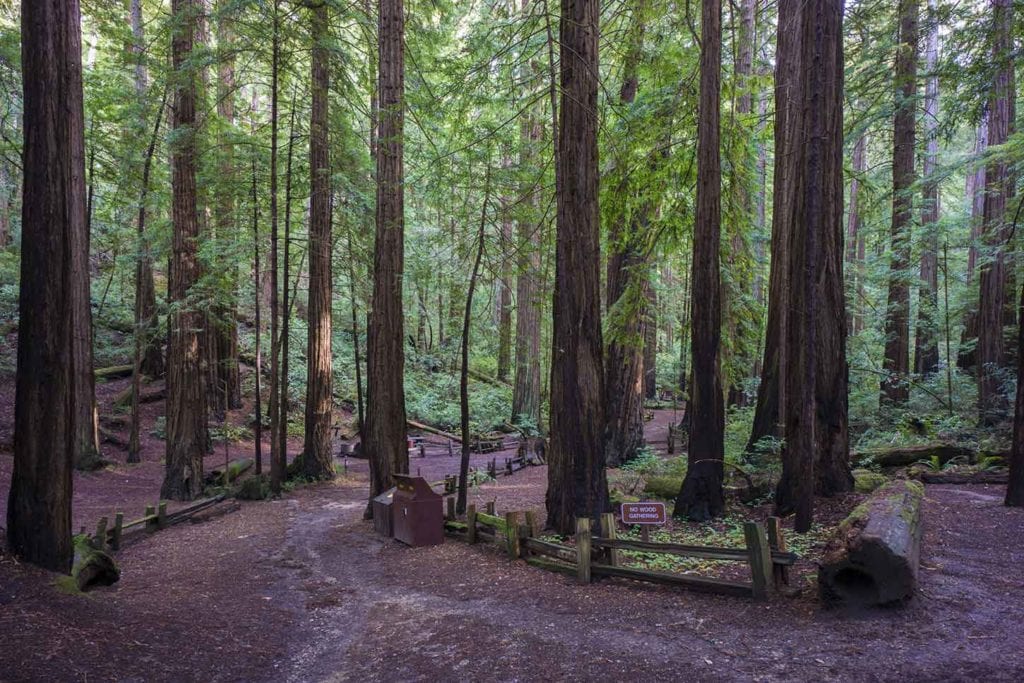Forest bathing