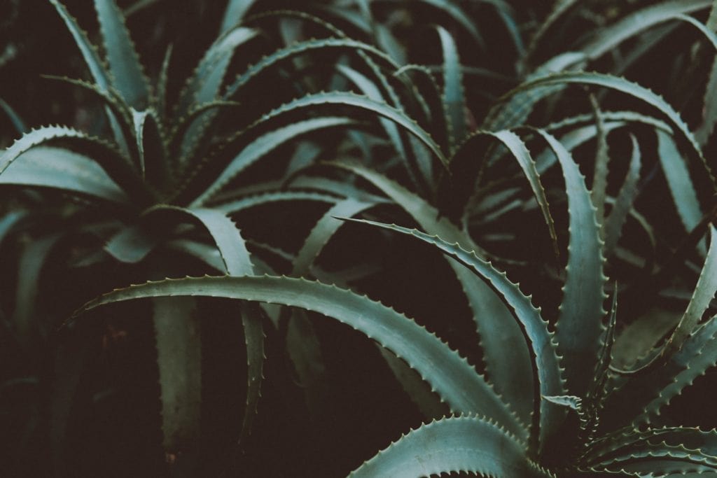 Aloe-Vera-plants-image