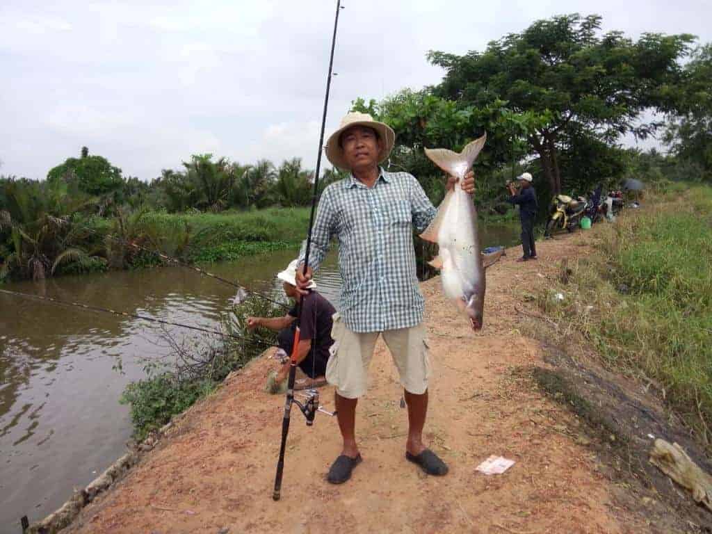 mồi câu cá tra