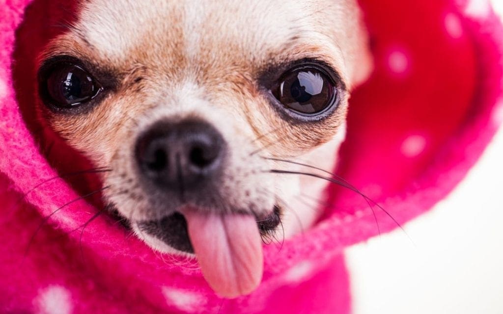 How To Winterize Your Pet Portland Pet Stores