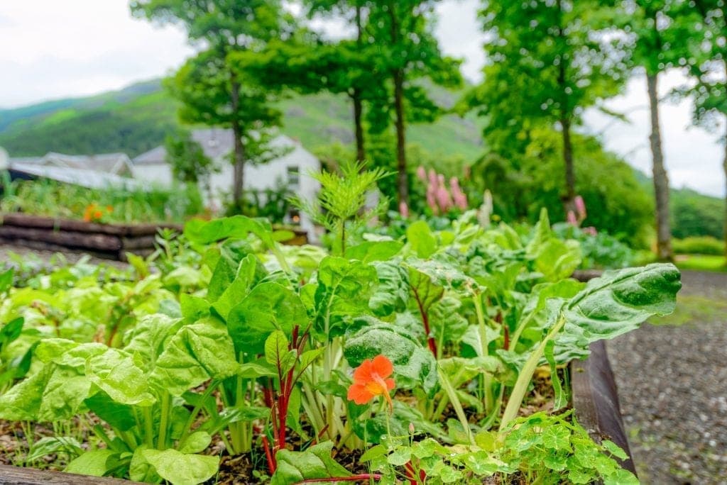 Garden Salad
