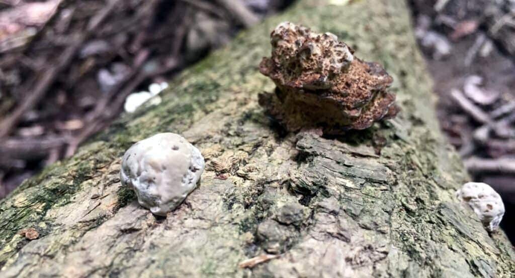 west branch state park mushroom 6