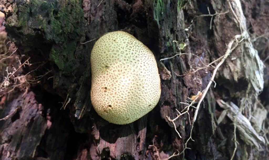 west branch state park mushroom 5