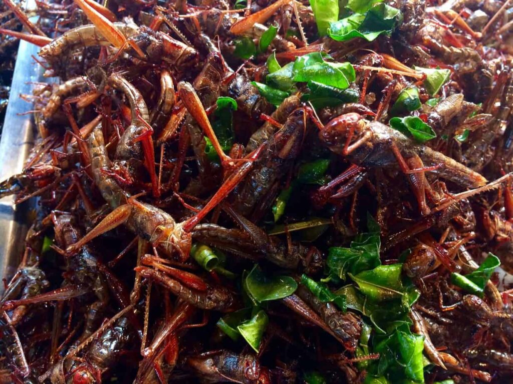 grasshopers food