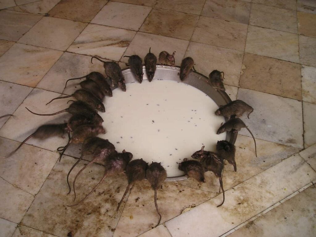 unusual food asia