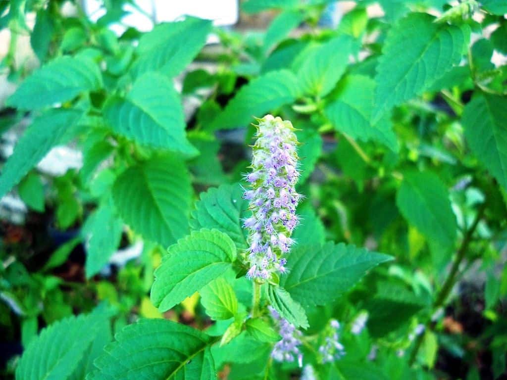 Vietnamese Balm