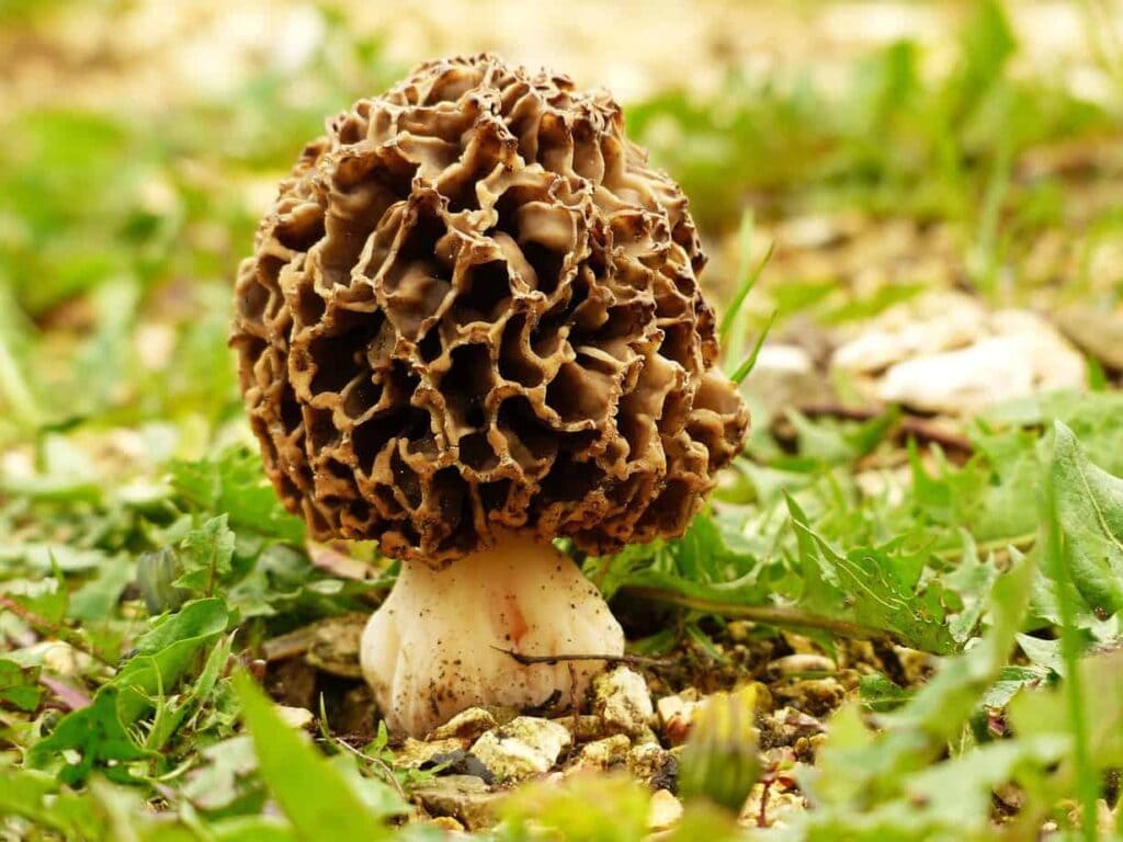 morel worst looking food