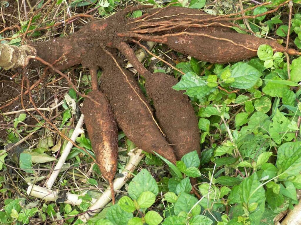 cassava plant