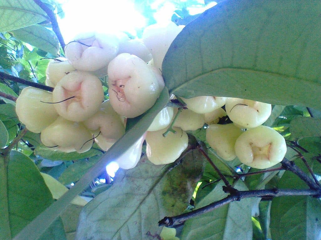 white jamun fruit