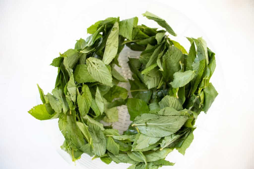 fresh mulukhiya leaves