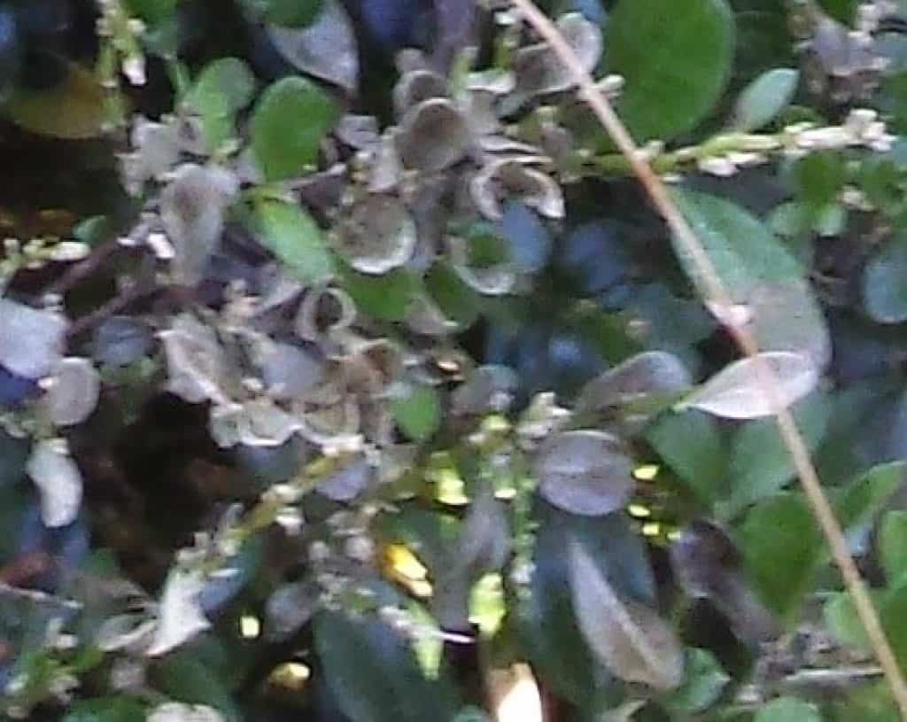 volutella blight box tree leaves falling