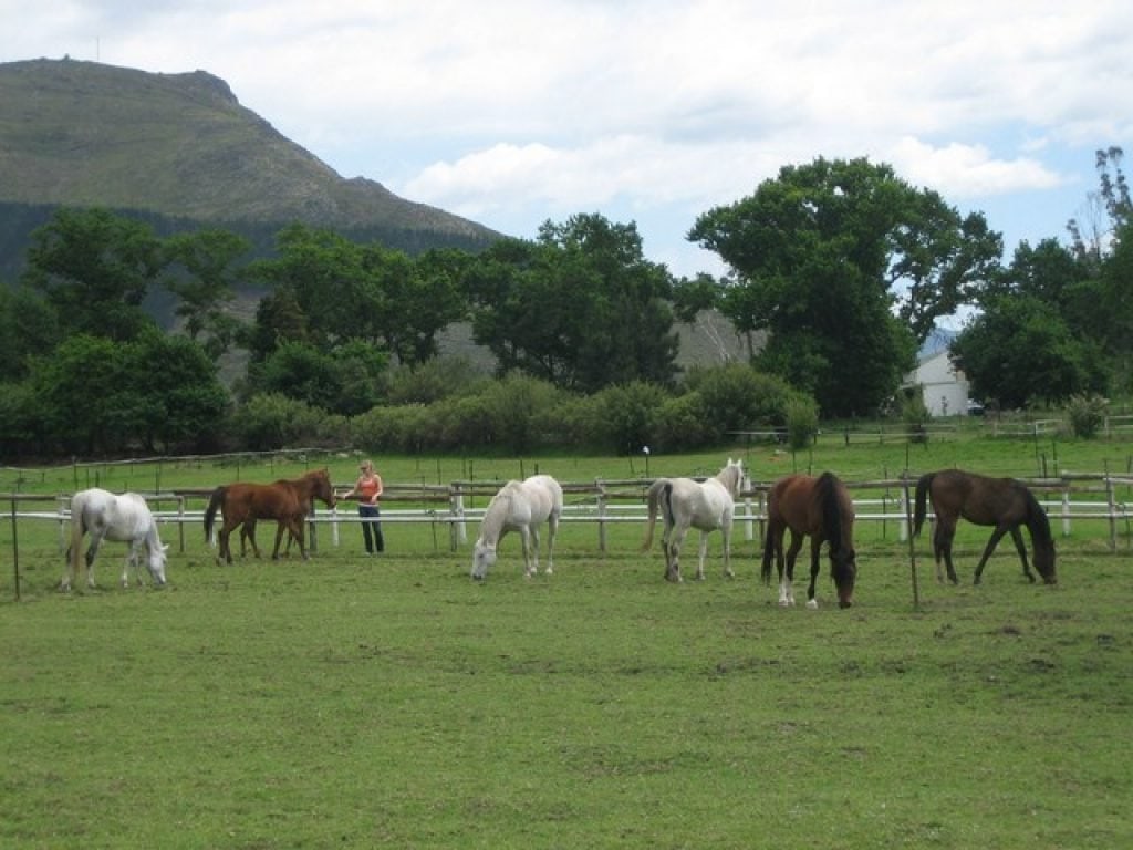 paradise-stables-horses