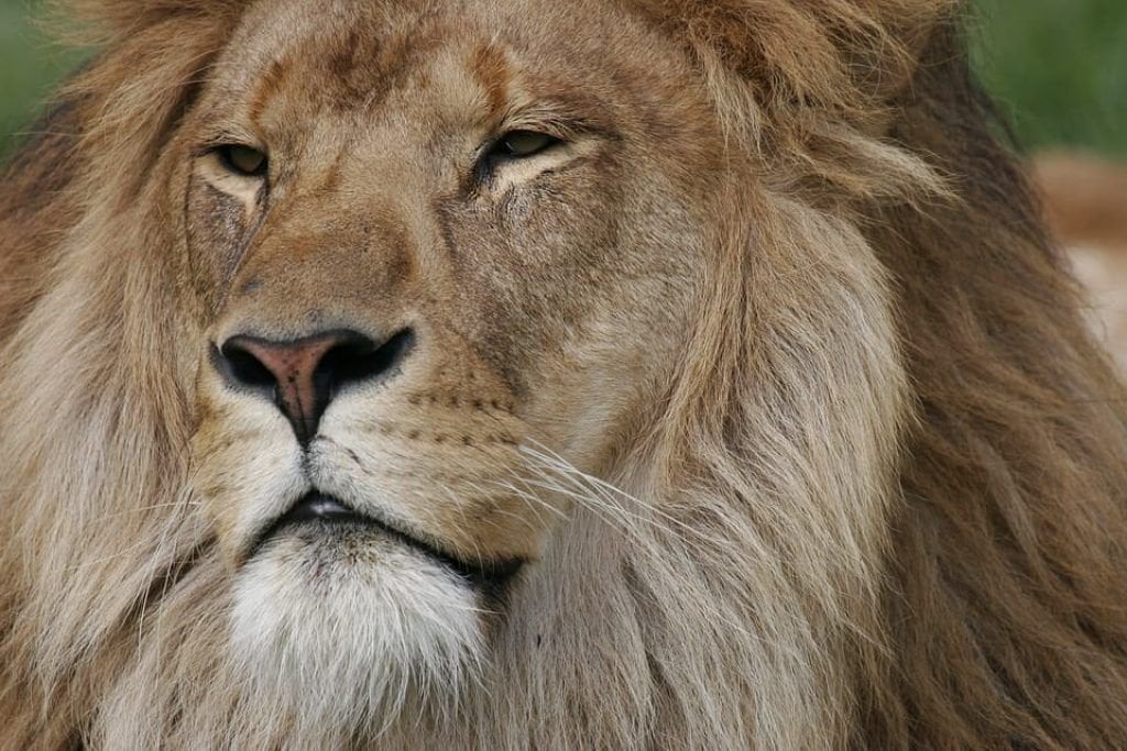 african-lion