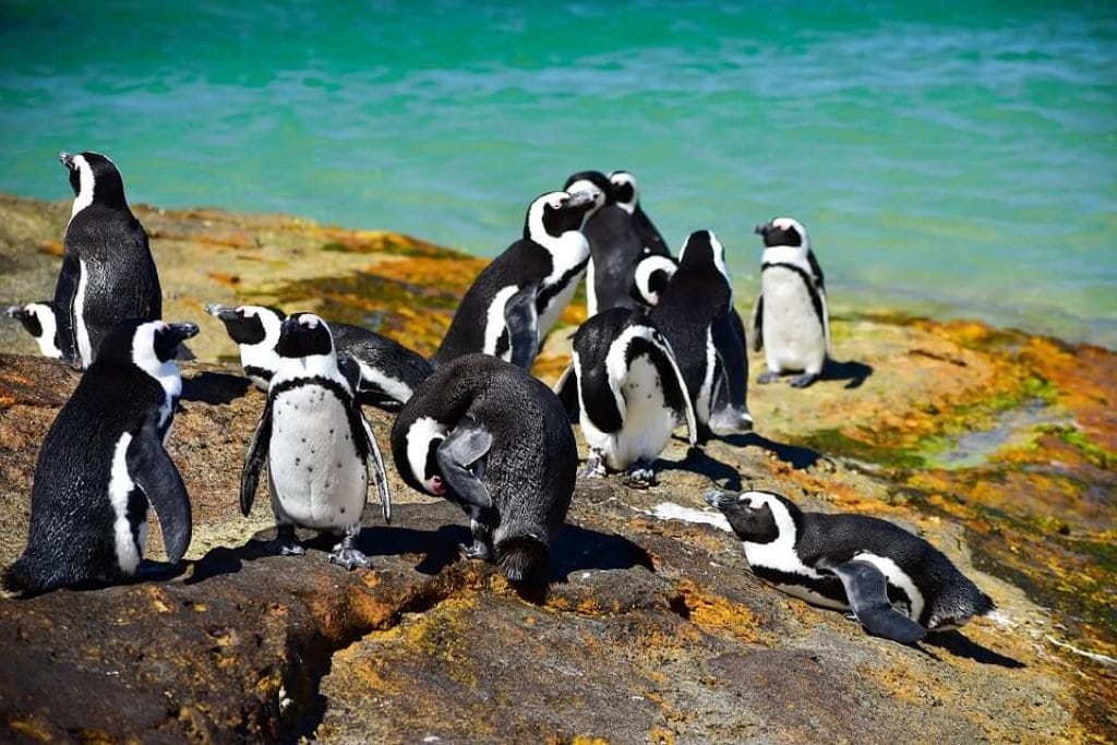 african-penguins-dyer-island