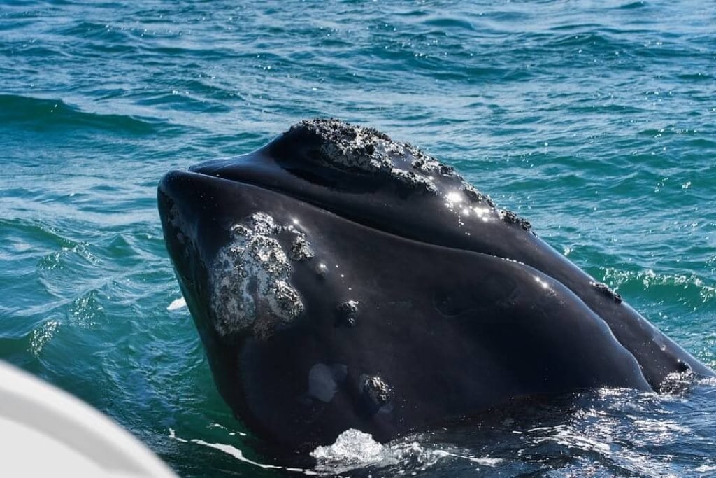 whale-watching-hermanus