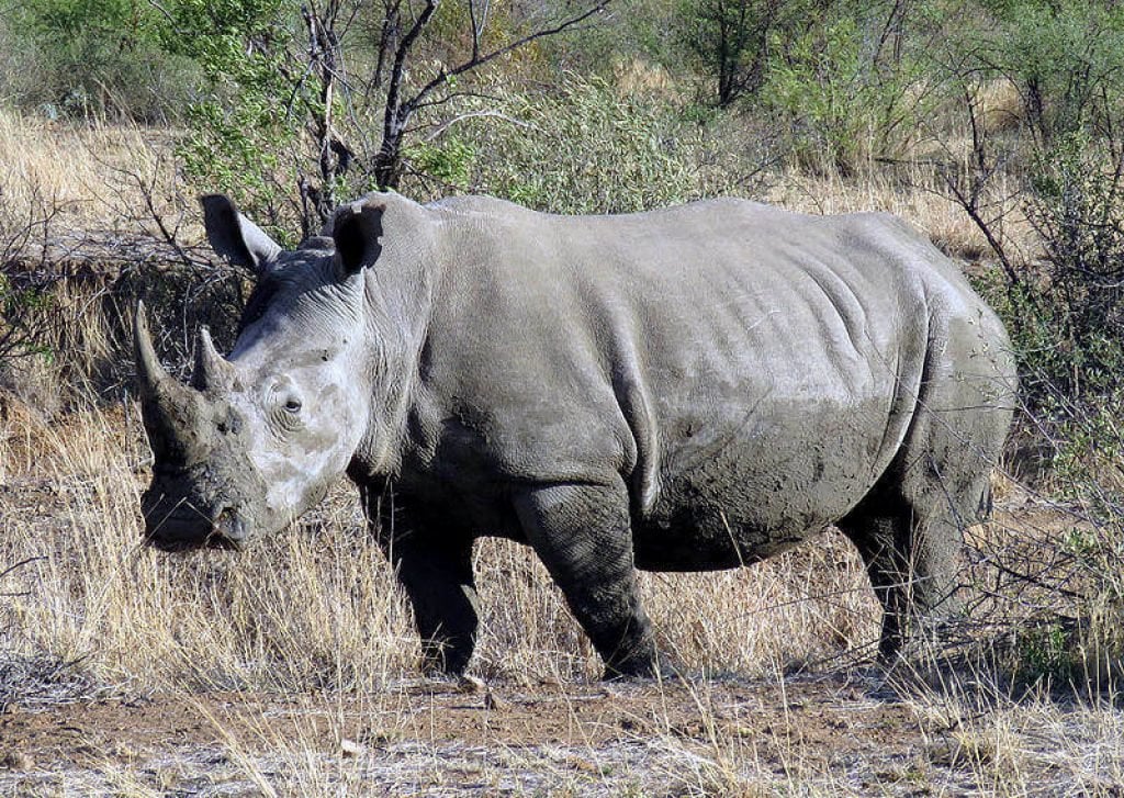 Pilanesberg Rhino
