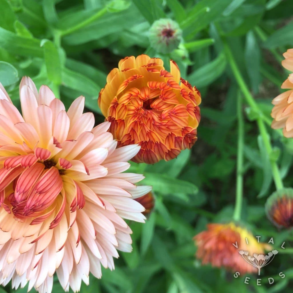 Calendula - Zeolights