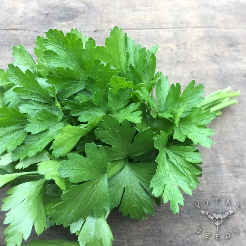 Parsley Italian Giant Vital Seeds