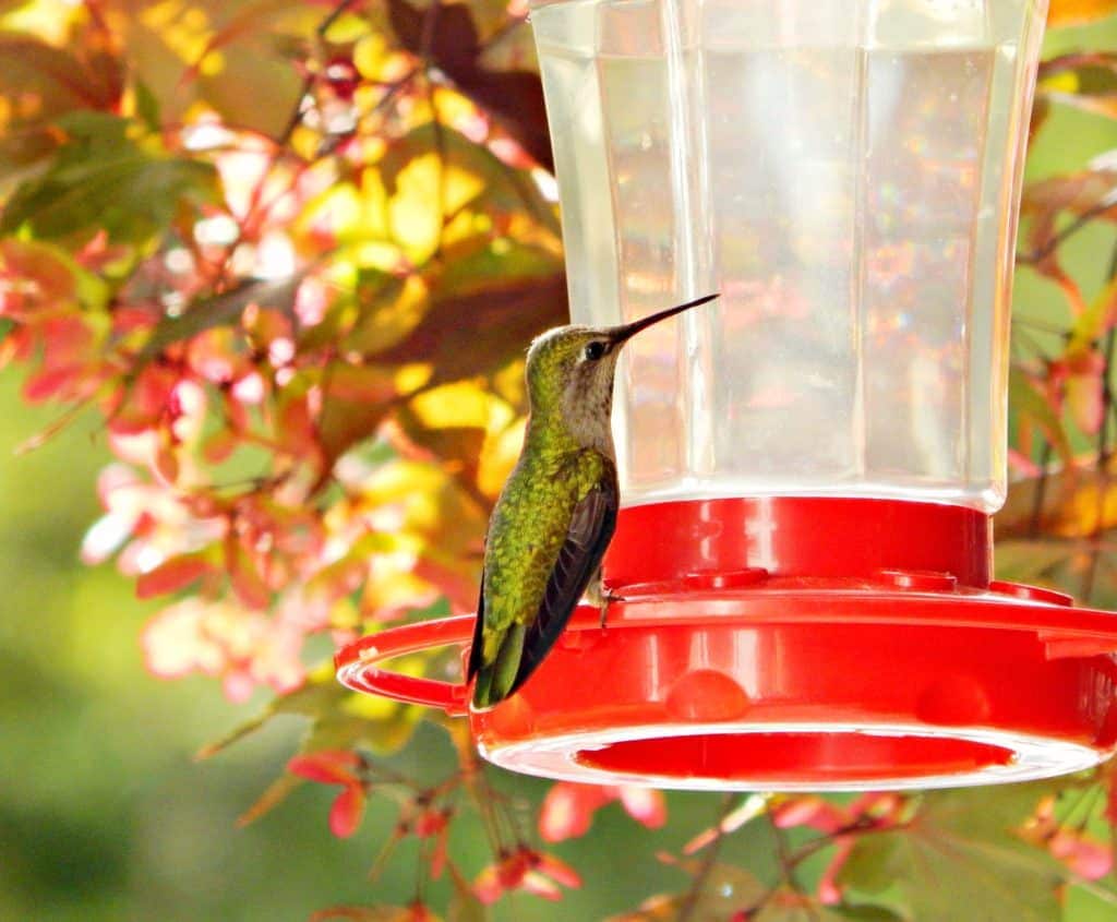 hummingbird at feeder drinking homemade hummingbird nectar.