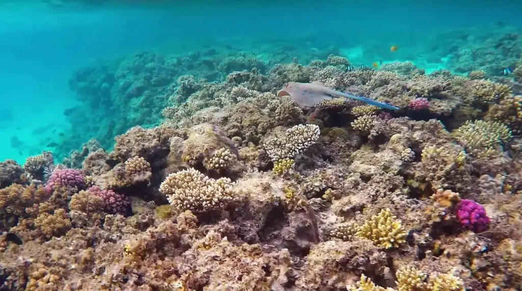 Children Snorkeling with full face goggles