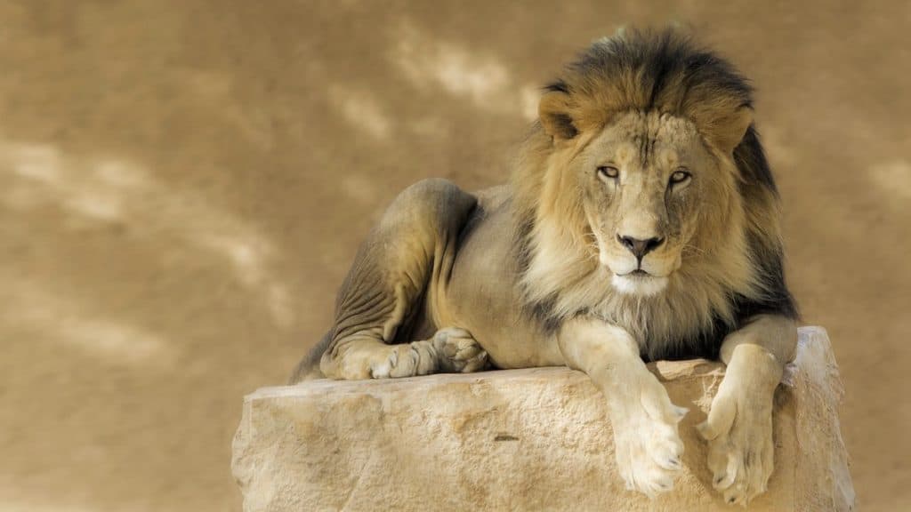 lion-4-animals-personality-test