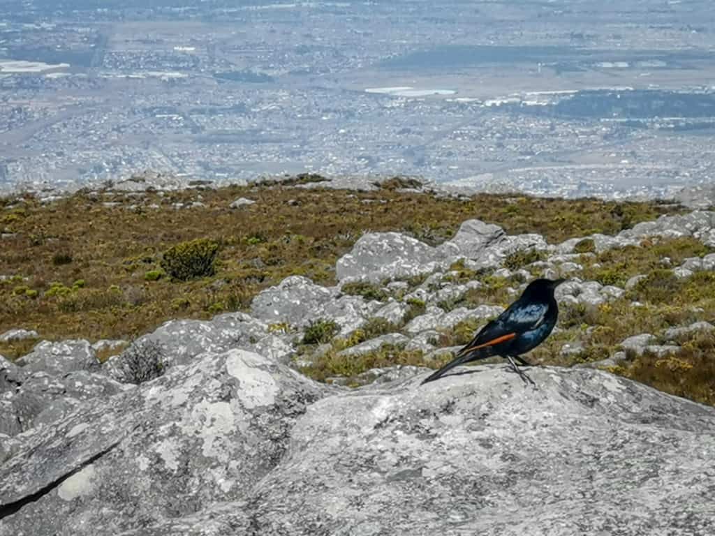 Table Mountain, Cape Town