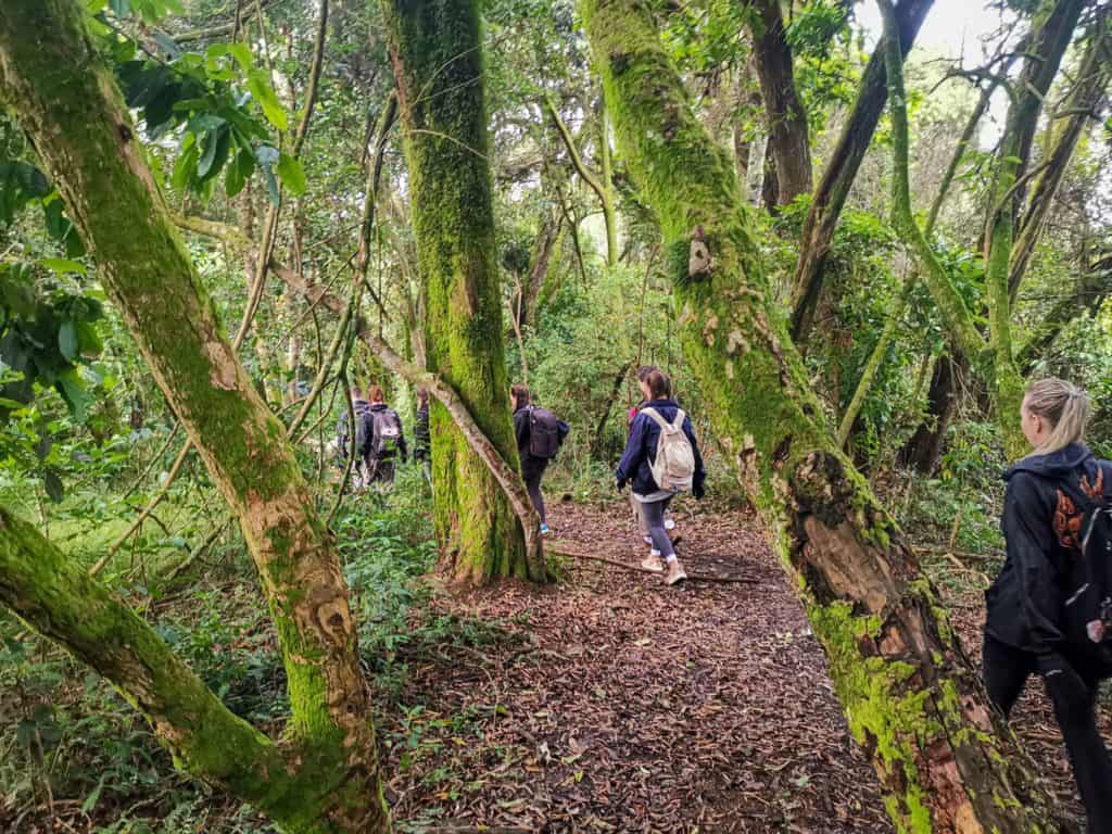 Bwindi impenetrable forest.