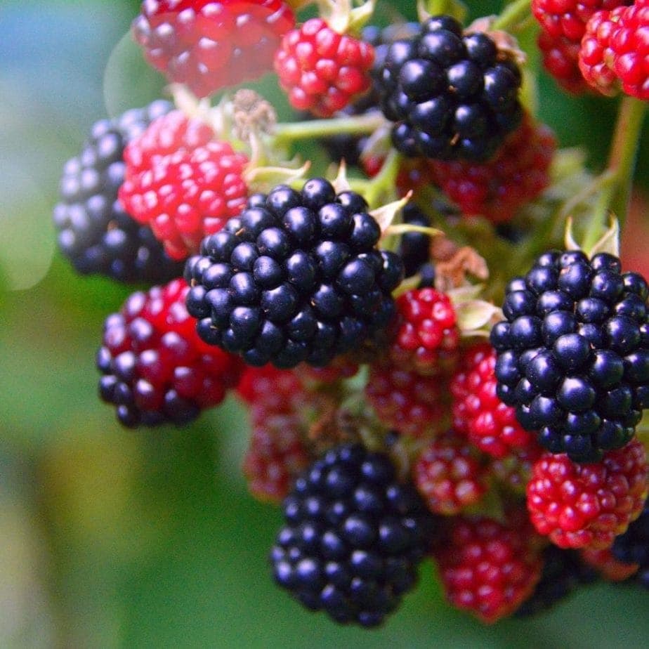 Blackberry and Gin Ice Cream - when to pick blackberries
