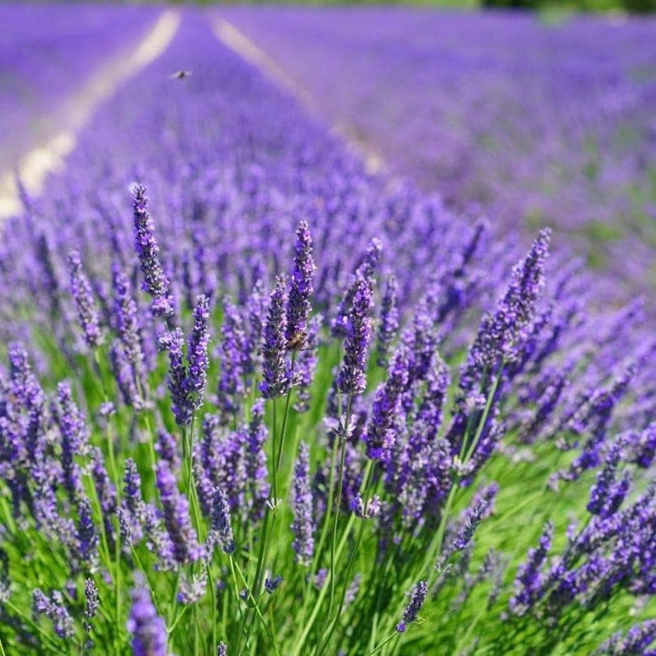 Field of English Lavender - is lavender edible?
