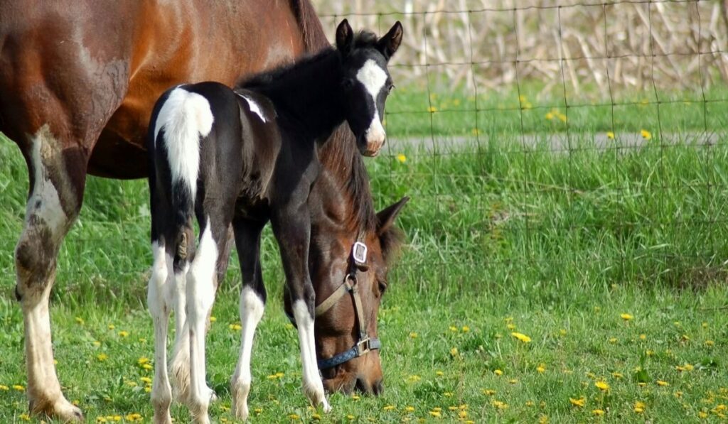 black and white tobiano filly