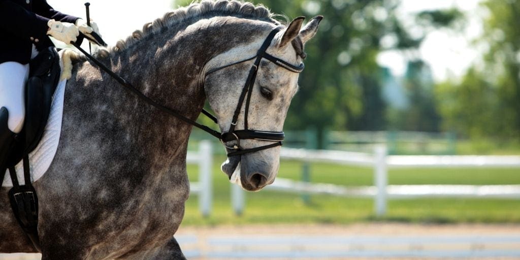 dapple gray horse named steel