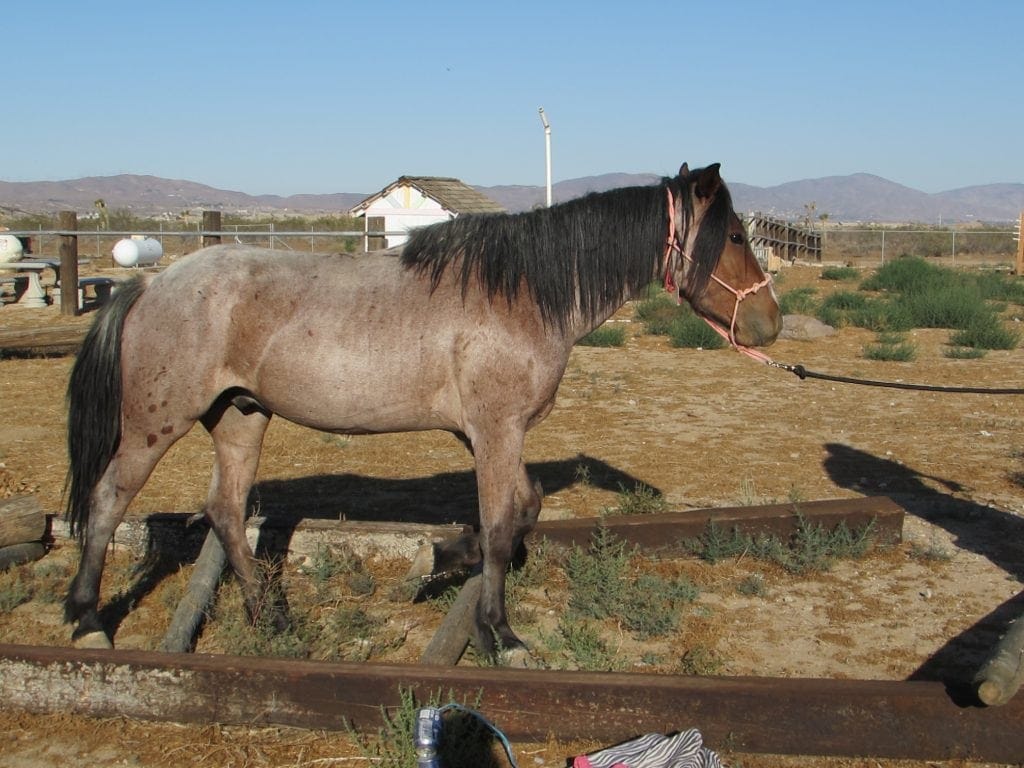 what-is-a-female-horse-called-horse-genders-simplified-helpful-horse