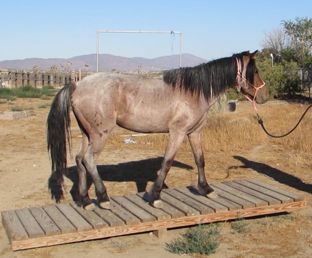 what-is-a-female-horse-called-horse-genders-simplified-helpful-horse