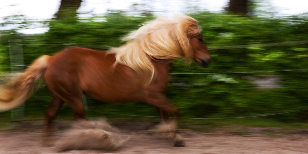 hafflinger horse loping