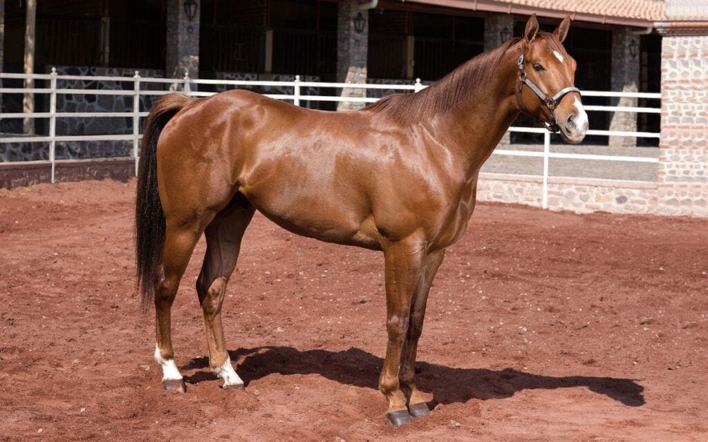 hanoverian horse
