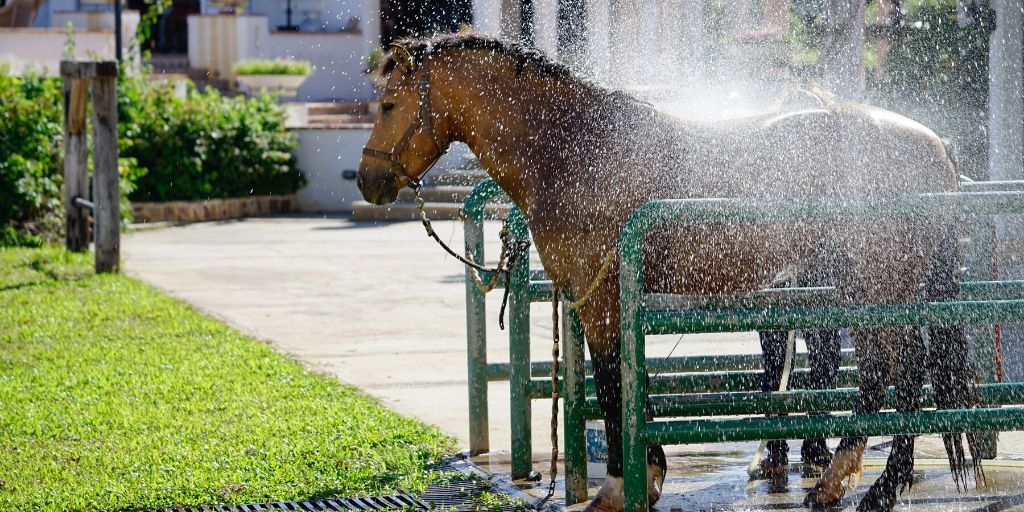 horse getting a bath