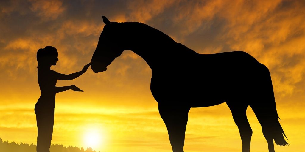 mixed breed horse and girl in sunset