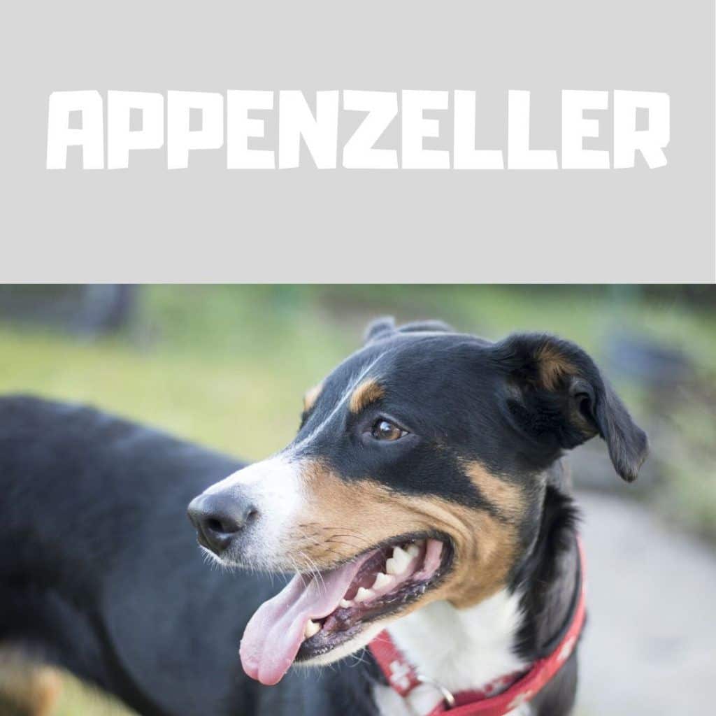 Razas de perros medianos appenzeller