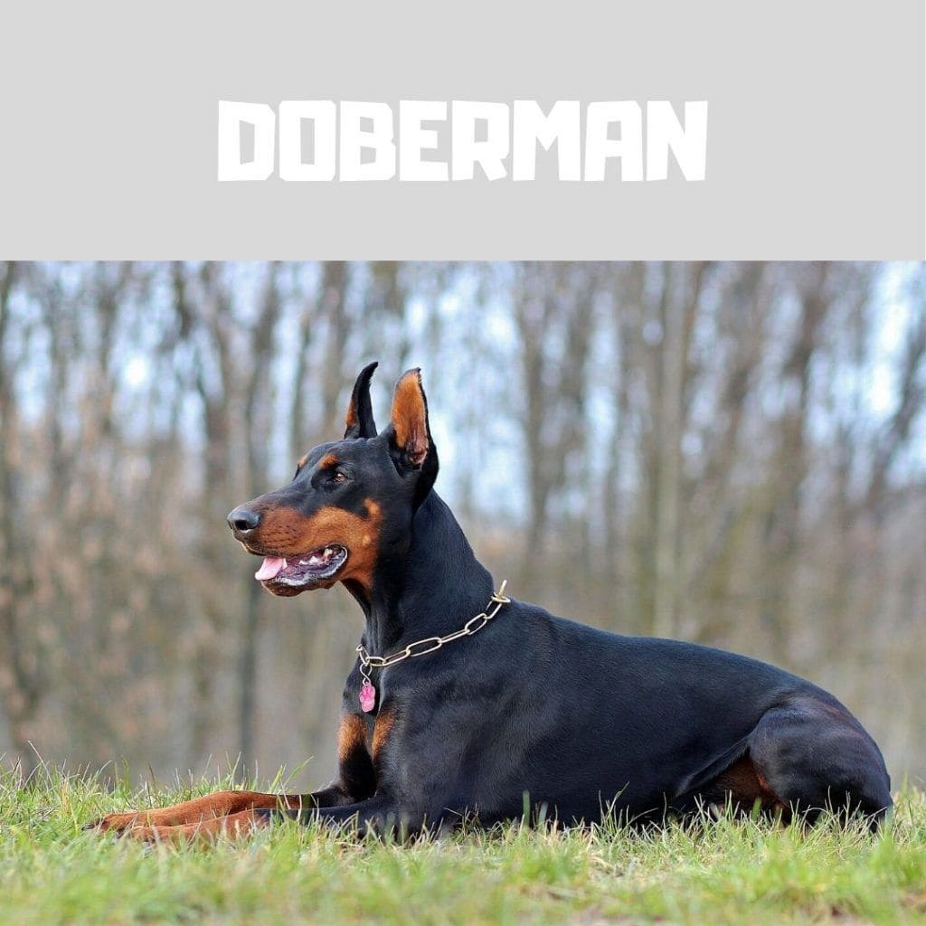 Razas de perro más inteligentes: Doberman