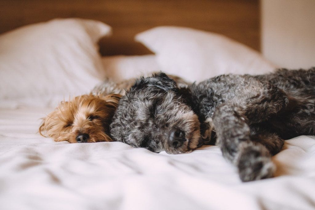 perros durmiendo en la cama de sus dueños. 50 formas en las que los perros se comunican contigo