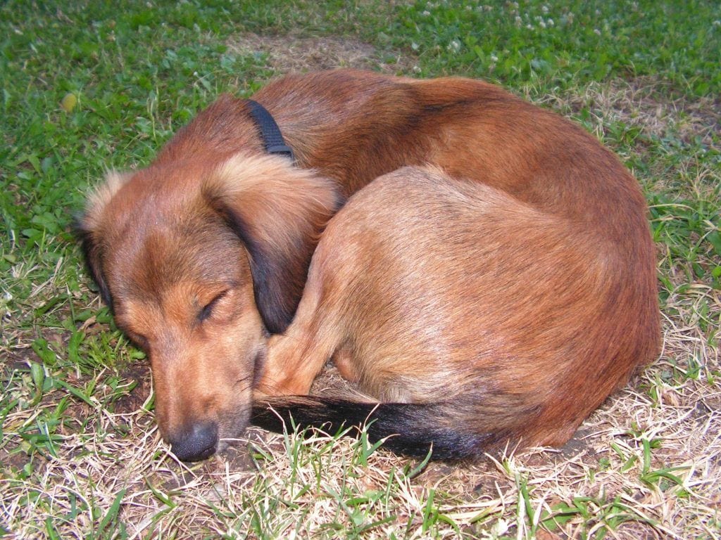 perro durmiendo acurrucado. 50 formas en las que los perros se comunican contigo